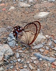 Pseudohaetera hypaesia