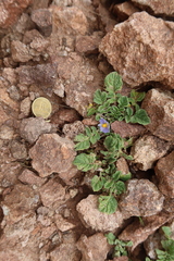 Solanum candolleanum