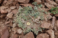Gamochaeta humilis