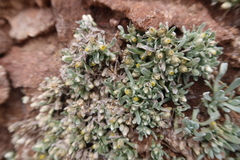 Gamochaeta humilis