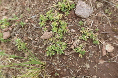 Arenaria orbignyana
