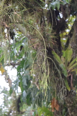 Rhipsalis baccifera