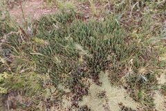 Ephedra rupestris