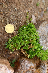 Stellaria weddellii