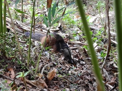 Nasua olivacea