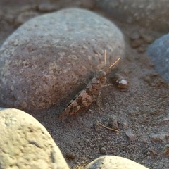 Trimerotropis ochraceipennis