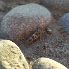 Trimerotropis ochraceipennis