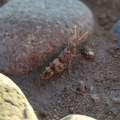 Trimerotropis ochraceipennis