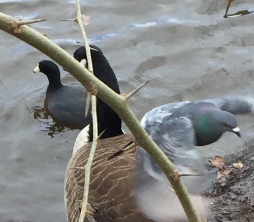American Coot photographed in New York