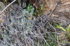 Achyrocline ramosissima