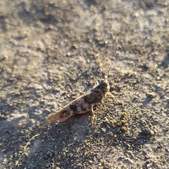 Trimerotropis ochraceipennis