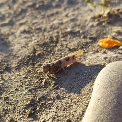 Trimerotropis ochraceipennis