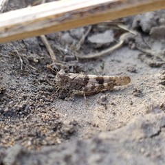 Trimerotropis ochraceipennis