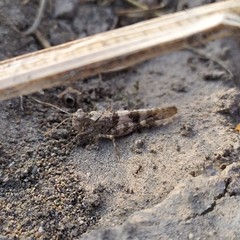 Trimerotropis ochraceipennis