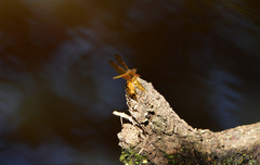 Perithemis icteroptera