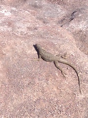 Microlophus atacamensis