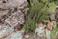 Cheilanthes pruinata