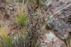 Adesmia spinosissima