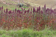Chenopodium quinoa