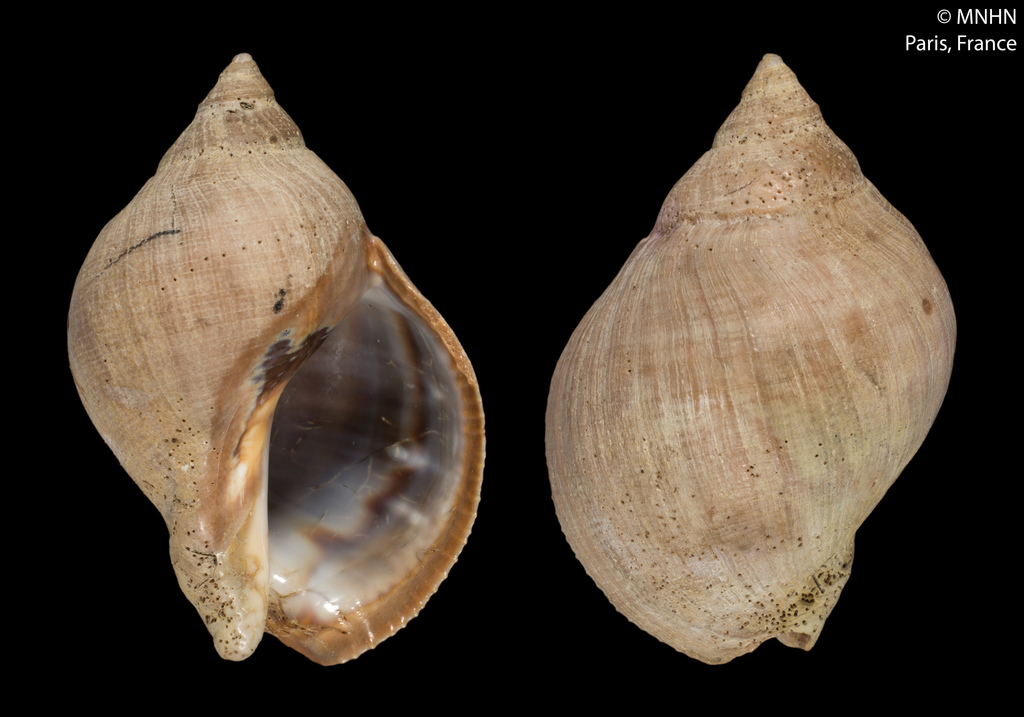 Thaisella chocolata