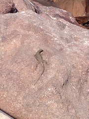 Microlophus atacamensis