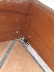 Segestria florentina