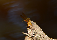 Perithemis icteroptera