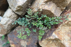 Argyrochosma nivea