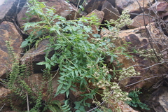 Valeriana decussata