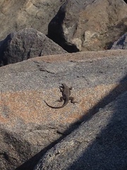 Microlophus atacamensis