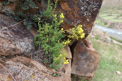 Calceolaria inamoena