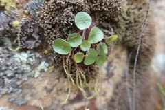 Peperomia polycephala
