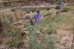 Lupinus paruroensis