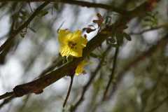 Parkinsonia