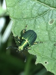 Metopoceris alternans