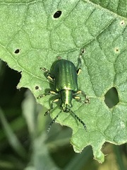 Metopoceris alternans