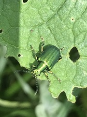 Metopoceris alternans