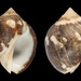 Vasula melones - Photo (c) 

Manuel CABALLER，保留部份權利CC BY