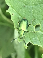 Metopoceris alternans