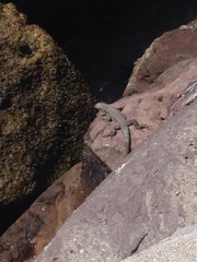 Microlophus atacamensis