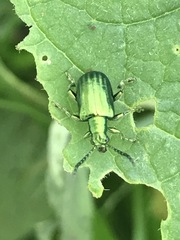 Metopoceris alternans