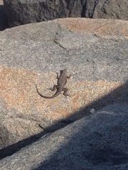 Microlophus atacamensis