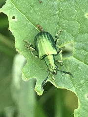 Metopoceris alternans