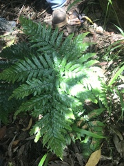 Lastreopsis marginans