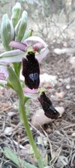 Ophrys bertolonii balearica
