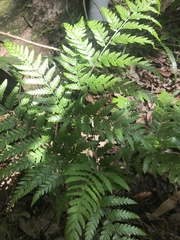 Lastreopsis marginans