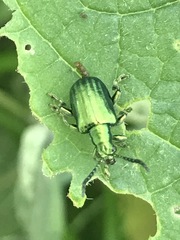 Metopoceris alternans