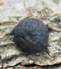 Annulohypoxylon annulatum