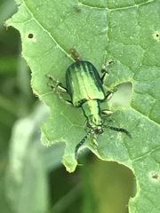 Metopoceris alternans