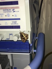 Posttaygetis penelea